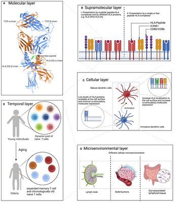 Challenges and opportunities in analyzing and modeling peptide presentation by HLA-II proteins